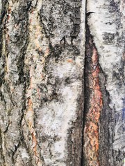 bark of a tree