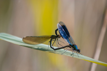 blue dragonfly on a green leaf