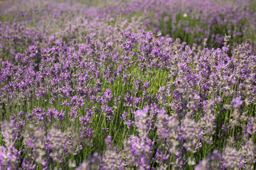 Obraz premium Beautiful blooming lavender field on summer day