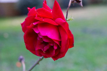 Wild rose (Rosaceae) red with green blur background