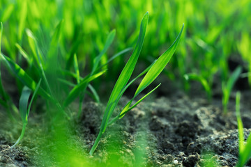 Fresh green spring gras closeup with sun. Lawn grass sprouting, sowing crops and grains