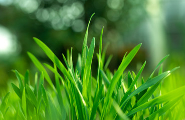 Fresh green spring gras closeup with sun. Lawn grass sprouting, sowing crops and grains
