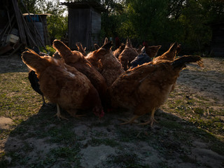 Backlight and silhouettes of a chicken while eating food in the village yard during the evening