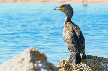 waterfowl "great cormorant" on the background of the sea sits on a stone