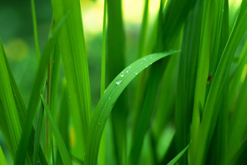 grass with water drops