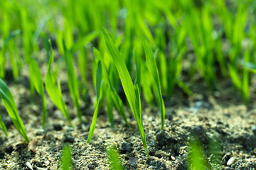 Fresh green spring gras closeup with sun. Lawn grass sprouting, sowing crops and grains