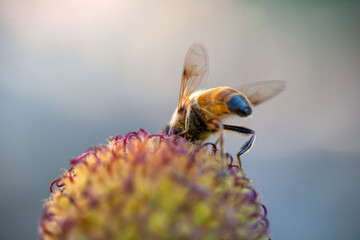 Hoverfly on yellow dandelion flower