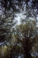 The pinewood of Marina di Cecina, pine trees and vegetation in the forest near to the seashore, Tuscany, Italy