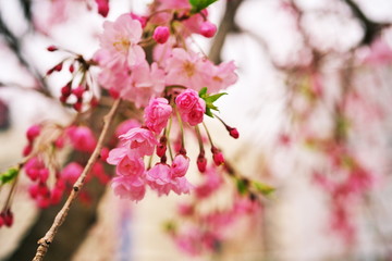 Fototapeta na wymiar 見頃を迎えた公園の枝垂れ桜