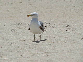 seagull walking on the beach