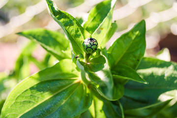 a red zinnia is getting ready bloom in the back garden