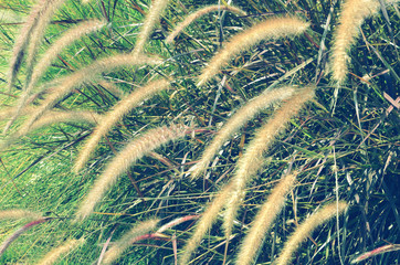 Beautiful grass flowers with violet leaves1