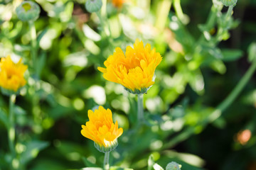 several yellow chrysanthemums just starting to bloom in the garden