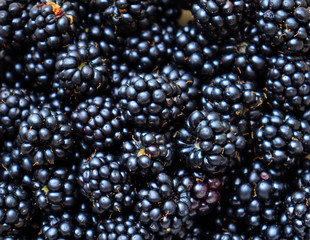 blackberry background in full frame