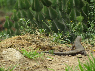 lizard on the grass