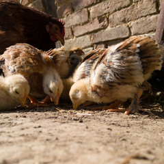 A hen and chickens rummage through the dust against a brick wall on a sunny day.