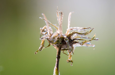 Close up of wilted dandelion flower Macro flower