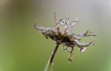 Close up of wilted dandelion flower Macro flower