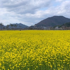 yellow flower