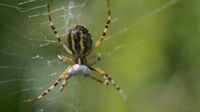 Large spider on a web close-up on a blurred forest background
