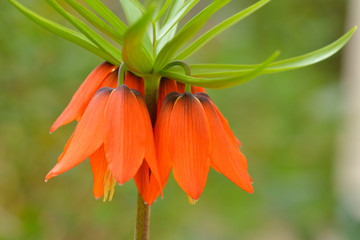 Bl&uuml;ten der Kaiserkrone (Fritillaria imperialis)