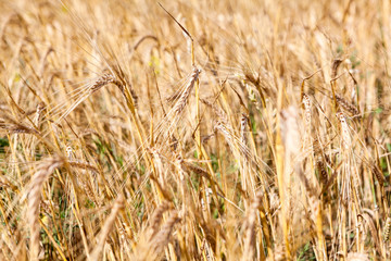 Close up of yellow wheat spikes, background