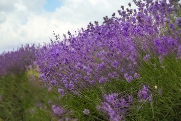 Naklejka premium Beautiful lavender flowers growing in field, closeup