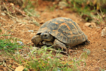 turtle on the grass