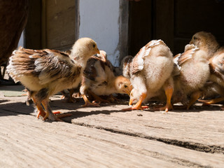 Young chickens eat food on wooden boards in front of the village house during the summer day.