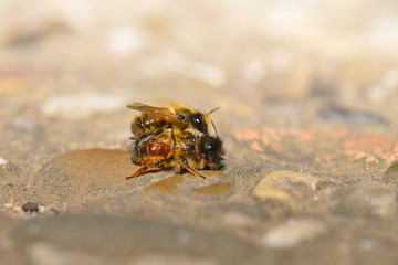 Rote Mauerbienen bei der Paarung	