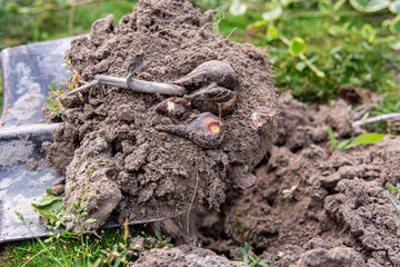 tulip bulbs in the ground on a shovel

