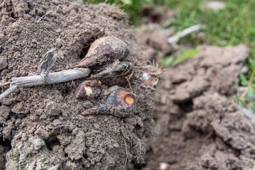 tulip bulbs in the ground on a shovel
