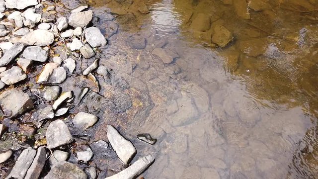 Belgique Wallonie Ardenne eau environnement flore cailloux pierre