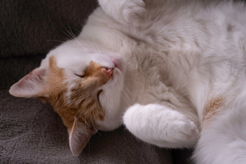 Sleeping red and white cat lying on its back on a dark cloth with the legs with legs bent in the air. A true creature of comfort