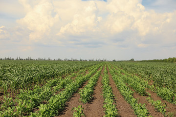 Fototapeta na wymiar Beautiful view of corn field. Agriculture industry