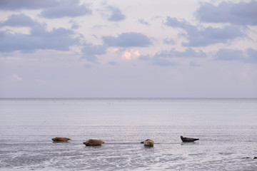 Four earless seals lying on a mudflat in the Wadden Sea in the Netherlands with sunset