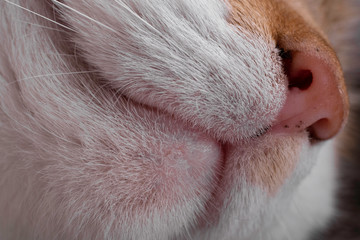 Close-up of a red and white cat's head viewed from below with nose, nostrils, medial cleft and mouth. Focus on the hair next to the nose
