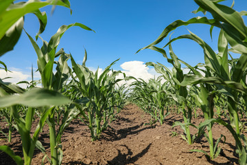 Beautiful view of corn field. Agriculture industry