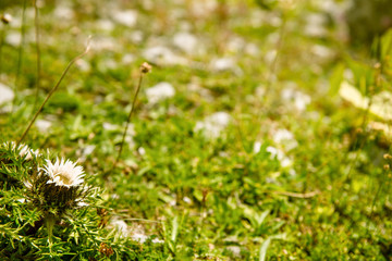 Alpine flowers in a Swiss wild field 
