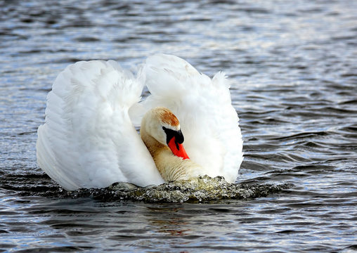 A white, angry swan, protecting its territory.