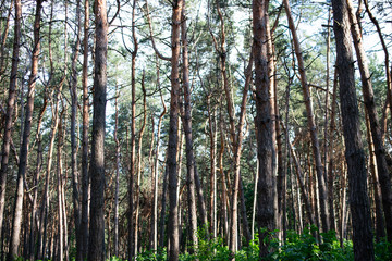trees in forest