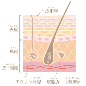 肌の構造／皮膚の構造_B