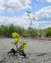 Small green tree broke the gray asphalt and grew out of it