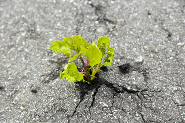 Small green tree broke the gray asphalt and grew out of it