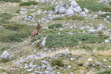 Red deer male in the wild mountains (Cervus elaphus)