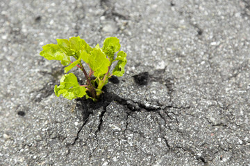 Small green tree broke the gray asphalt and grew out of it