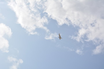 A seagull flying in the sunny blue sky and clouds