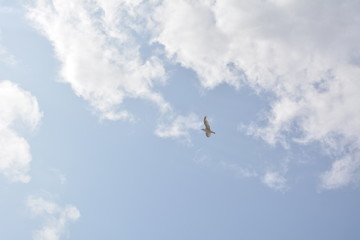 A seagull flying in the sunny blue sky and clouds