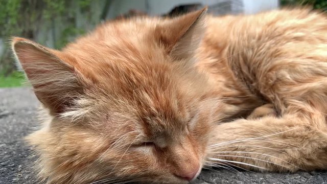 The ginger cat lies and bask in the sun. The pet sleeps in the yard, on the path. A fluffy lazy cat is resting outside.
