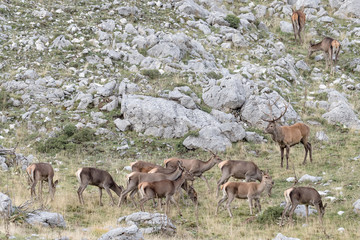 Herd of deer in mountain region (Cervus elaphus)